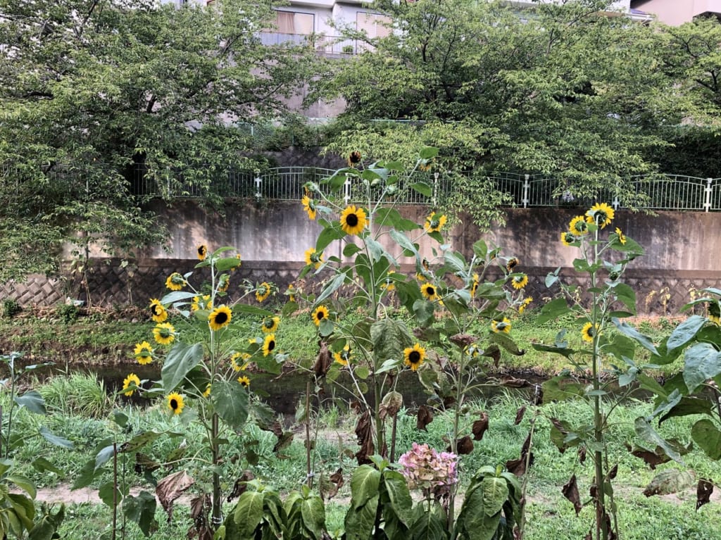 平戸永谷川プロムナード　ひまわり