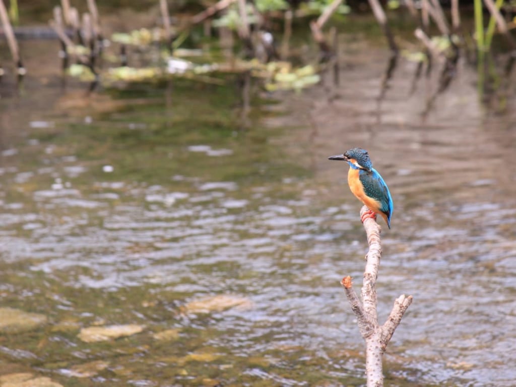 カワセミ