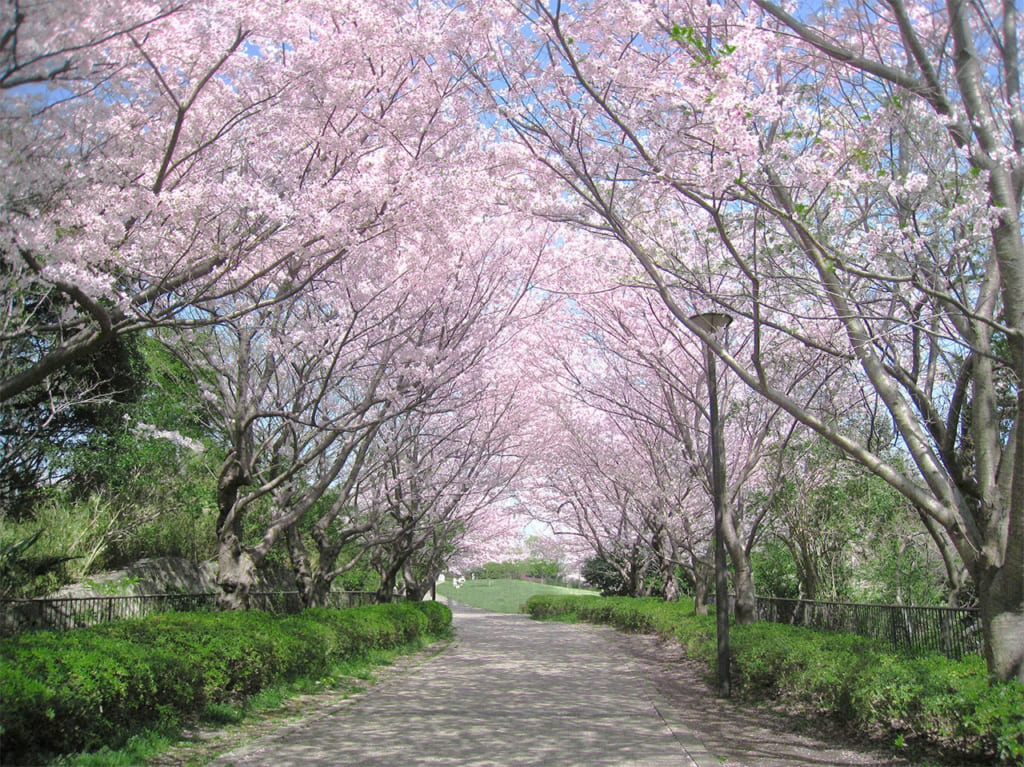 満開の桜