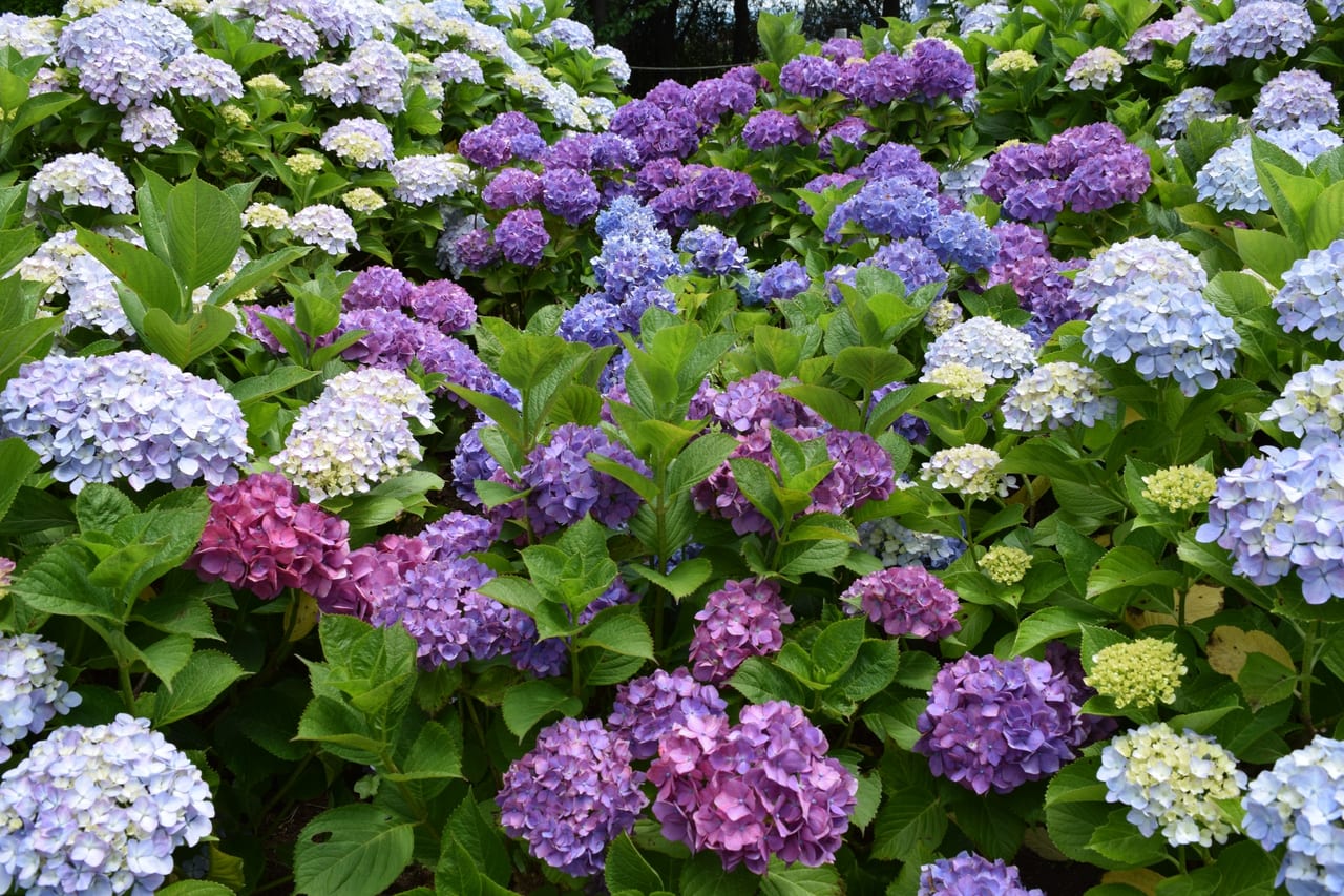 横浜市 横浜の花の名所 はこちらでチェック 5月24日 月 に特設ページが公開となりました 号外net 横浜市港南区 栄区