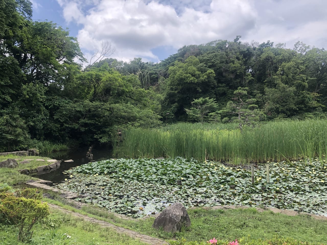 久良岐公園の池