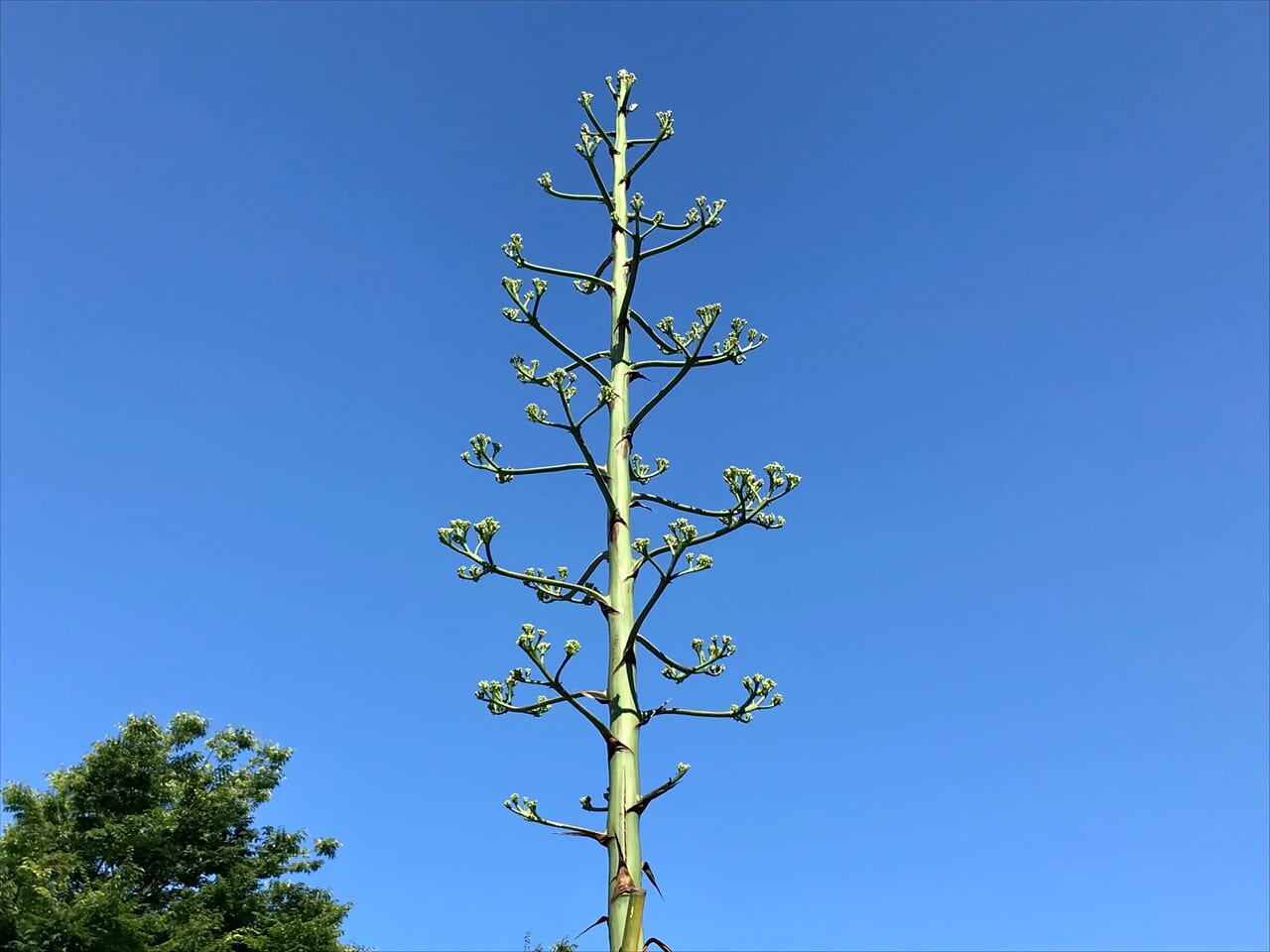 リュウゼツランの花のつぼみ