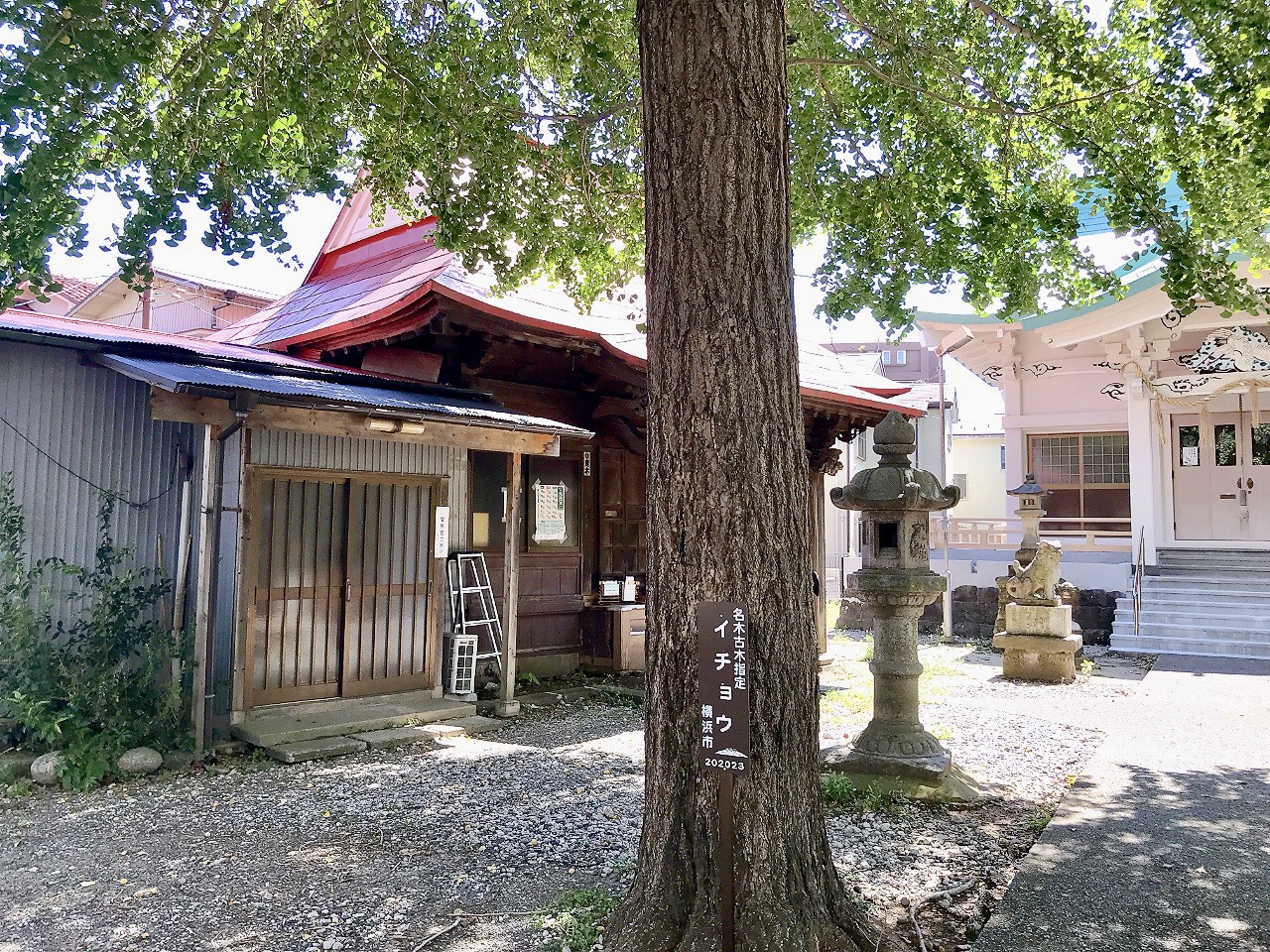 2024年9月「青木神社」イチョウの木02