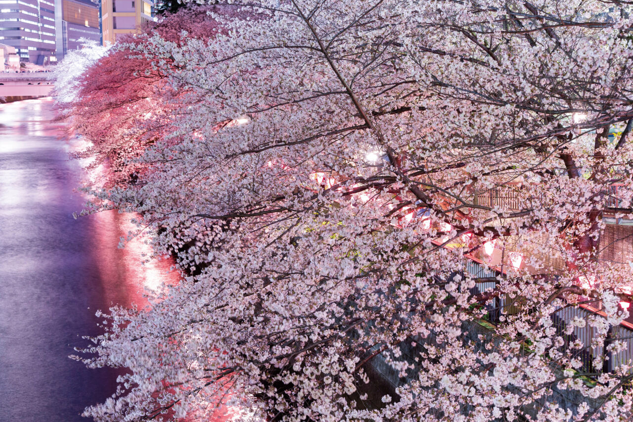 2025年3月「桜フェスティバル」さくらの写真大募集