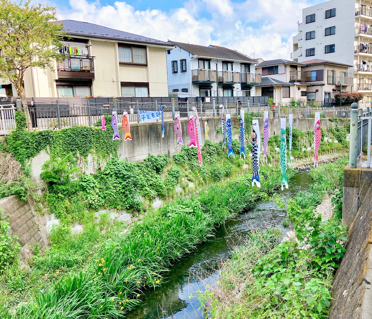 2025年5月「大岡川」鯉のぼり