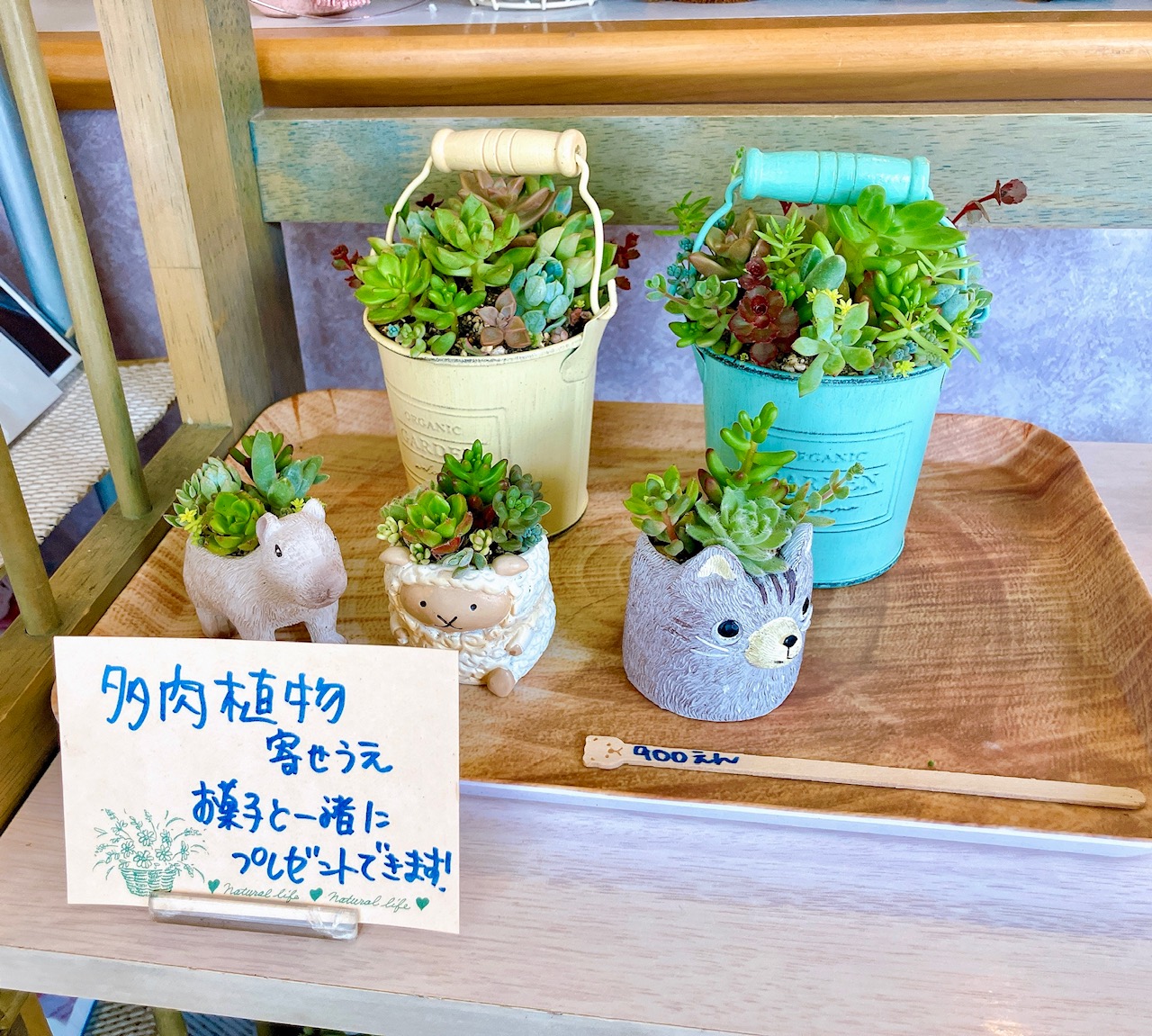 2025年6月「パティスリーコラシオン」多肉植物