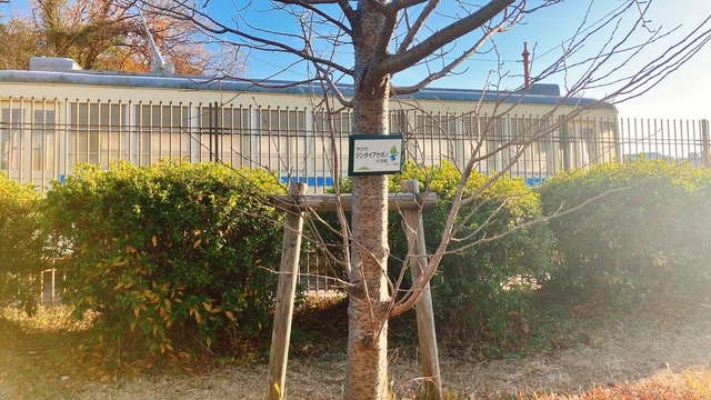 2026年1月「横浜市電1156号」傍にある木