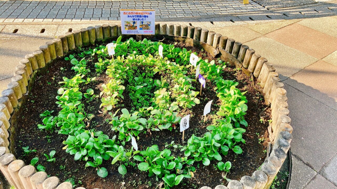 2026年1月「日野中央公園」花壇03