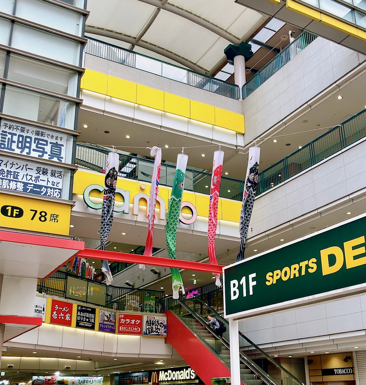 2026年4月「カミオ」鯉のぼり03