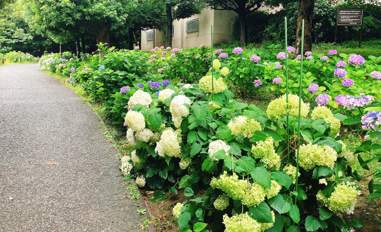 2026年6月「日野中央公園」アジサイ