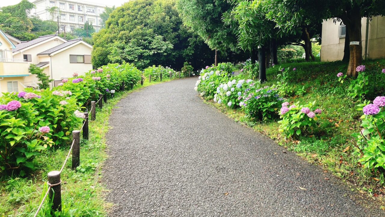 2026年6月「日野中央公園」アジサイ03